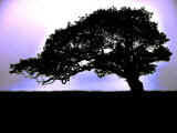 ancient oak.jpg (5028 bytes)
